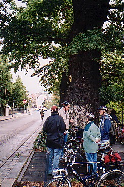 Stileichen - die ältesten Straßenbäume Dresdens in der Wagnestraße