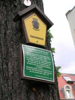Naturdenkmal Krimlinde in der Wallotstraße