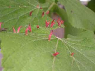 Sommerlinde mit roten Gallen von Gallmücken oder -milben
