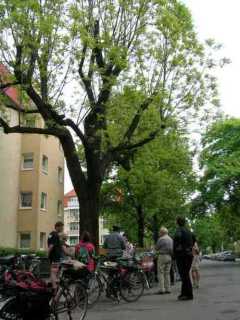 Butternuss in der Alemannenenstr (wärmeliebende Art)