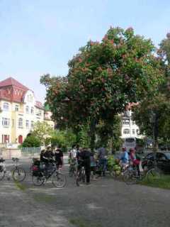 Pavie (gefüllte rote Kastanie auf weißer veredelt) am Stresemannplatz