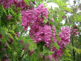 Robinia Margaretta