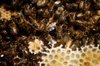 Bienen an der Wabe