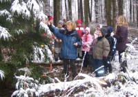 Waldweihnacht - Naturerfahrung für Kinder