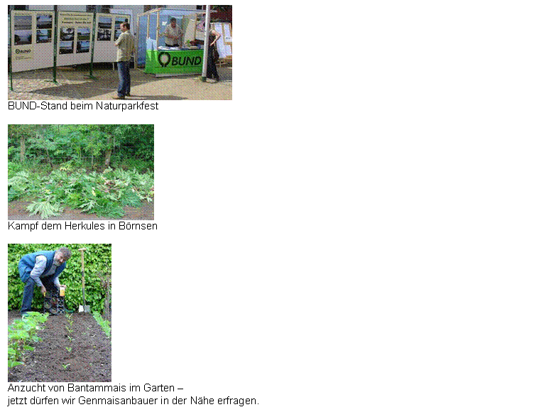 Textfeld:  
BUND-Stand beim Naturparkfest

 
Kampf dem Herkules in Brnsen

 
Anzucht von Bantammais im Garten  
jetzt drfen wir Genmaisanbauer in der Nhe erfragen.
