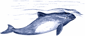 Schweinswal beim Atmen an der Wasseroberfläche
