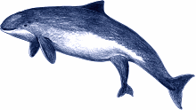 Geburt eines Schweinswals: Zuerst erscheint die Schwanzflosse
