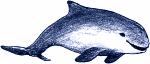 Schweinswal